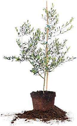 Perfect Plants Arbequina Olive Tree 3-4 ft, Live Includes Special Blend Food, Planting Guide