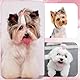 20 Stück Rosa Blumen Haargummis, Hundehaarschleifen Rosa Haarschleifen für Kleine Hunde Schleifen Haarschmuck Klein Hundehaarspange Haarband-Dekorationen Haar-Accessoires für Haustiere