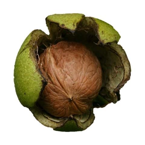Black Walnut Tree 18" - 24" Healthy Bare Root Plant - 3 Pack Cover