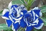 Generic Fresh 5pcs Adenium Flower Seed for Planting Blue White