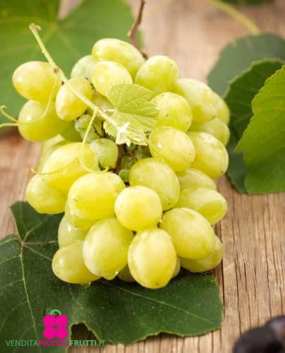 Pianta di VITE da Tavola 'GOLDBERRY' resistente alle malattie - in vaso Ø CM 19 – H. 120/150 cm