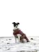 Kerbl 80654 Hundemantel Royal Pets