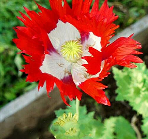 Vision4ever 1500 x Poppy Danish Flag Seeds Papaver Somnifer. Huge Flowers Annual for Planting Garden Yard Patio