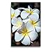Produktbild CALVENDO Premium Textil-Leinwand 50 x 75 cm Hoch-Format Frangipani (Plumeria), Big Island, Leinwanddruck von uwela