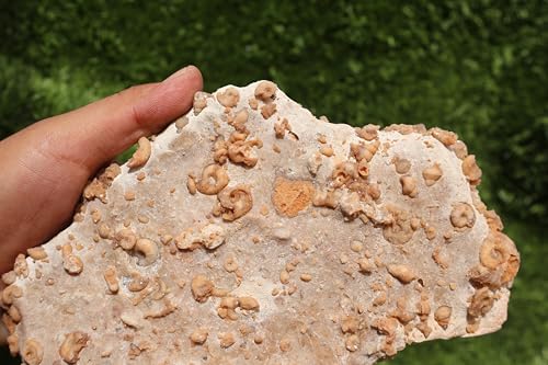 Image of Ammonites & Gastropods Plate Cretaceous Fossils Fossils from Morocco Fossil Rock ammonites Fossil from Morocco A207