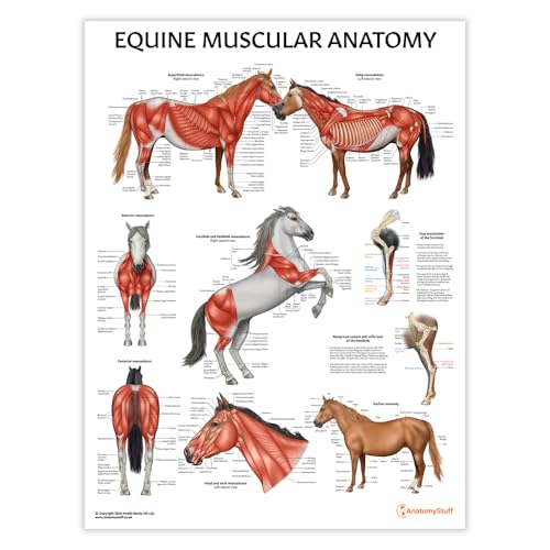 Poster d'anatomie musculaire équine 45 x 60 cm Illustration du système musculaire du cheval Diagramme vétérinaire Grand animal Musculature
