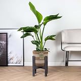 EVERYEVER: ¡La planta es de hoja perenne y, por lo tanto, conservará sus hojas durante todo el año!