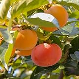 Persimmon Tree Live Plant, 6-12 Inch Tall Plant Well Rooted in Quart Pot, 1 Year Old, Dormant in Winter