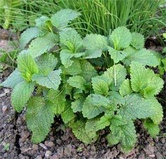 CRTGWMelissa 200 Semi di Melissa officinalis (Melissa)