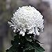 Produktbild 100 Stück Seltene Blume Samen Weiße Chrysantheme Samen Die Transparente Und Schöne Farbe Ist Der Einzigartigste Anblick Im Garten. Es Ist Leicht Zu Kultivieren Und Hat Eine Hohe Keimrate