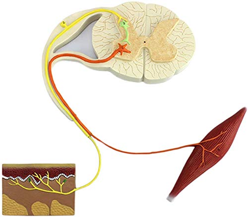 Doctor Arco reflection Model Human Nerve conduction Nervous System Reflection conditional Structure Nerve Reflection Arc Model Anatomy teaching Props