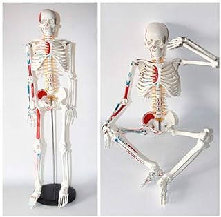 Skeleton Model, Half Size Human Skeleton Model with Removable Arms and Legs Scientific Study Painted and Numbered Muscle Insertion and Origin Points, 85 cm with Metal Base