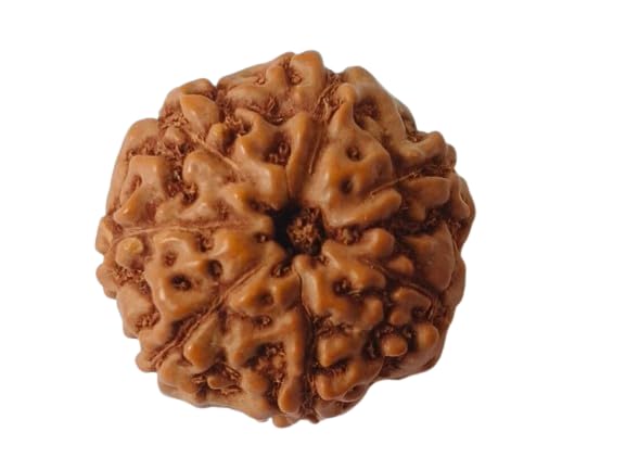 See full amazon price history chart for 7 Mukhi Indonesia Rudraksha 7 Mukhi Original Lab Certified Natural Seven Mukhi Rudraksha Brown Bead Round Shape सात मुखी रुद्राक्ष ओरीजनल 7 Faced Rudraksha for Men Women by IRIS GEMS 7 Mukhi Indonesia Rudraksha 7 Mukhi Original Lab Certified Natural Seven Mukhi Rudraksha Brown Bead Round Shape सात मुखी रुद्राक्ष ओरीजनल 7 Faced Rudraksha for Men Women by IRIS GEMS (B0D93MV2GG) Amazon Price History, Amazon Price Tracker