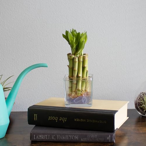 Nw Wholesaler 4 Inch Live Lucky Bamboo Plant - Bundle Of 10 Stalks - Live Indoor Houseplants For Home Decor thumb #3
