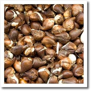 6x6 Iron on Heat Transfer for White Material - Netherlands, Amsterdam, Market Tulip Bulbs - EU20 CMI0108 - Cindy Miller Hopkins Markets