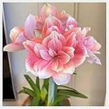 Rizomas de amaryllis. ideal para embellecer el paisaje.Tolera el frío. Hojas altas y grandes. （NVNJHJN）.-1 Rizoma-B