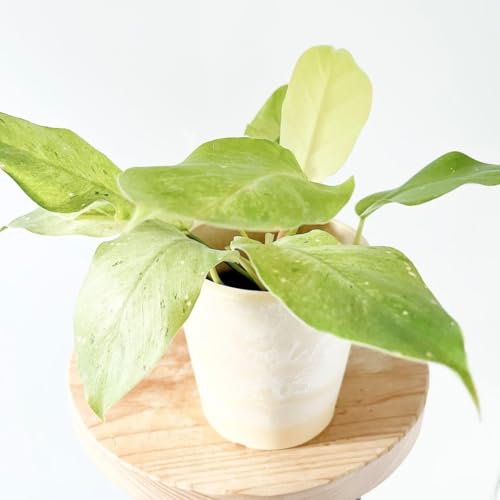 �s�󏭁t�t�B���f���h���� �X�m�[�h���t�g S�T�C�Y �ϗt�A�� calm cafe