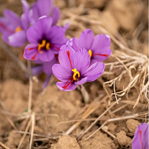 Premium Quality Saffron Threads For Culinary Use -Fresh And Natural Saffron Spice - Elevate Your Dishes With The Finest Saffron In World - Grade A+ Super Negin, Superior Saffron, Saffron For Milk, Saffron For Tea, Saffron For Paella, Saffron For Risotto (30 Grams) #TOP6