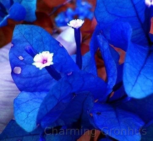 Charming Gronhus Live Blue Bougainvillea Live Plant - Stunning Bougainvillea Garden Plant for Sale - Outdoor Vine Plant with Vibrant Tropical Flowers With Black Plastic Pot (B0CQNN9M2J) Amazon Price History, Amazon Price Tracker