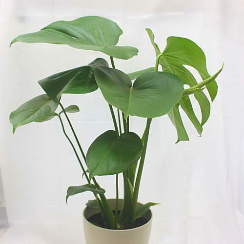 Amazon｜観葉植物 モンステラ 6号 お洒落な葉っぱの植物｜観葉植物