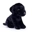 Black Labrador