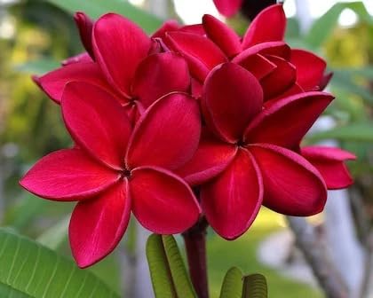 Image of Live Red Champa Plumeria Rubra Live Flowering Plant with Pot | Frangipani Plant Live | Lal Champa Ornamental Tree for Home Garden Balcony Terrace Outdoor