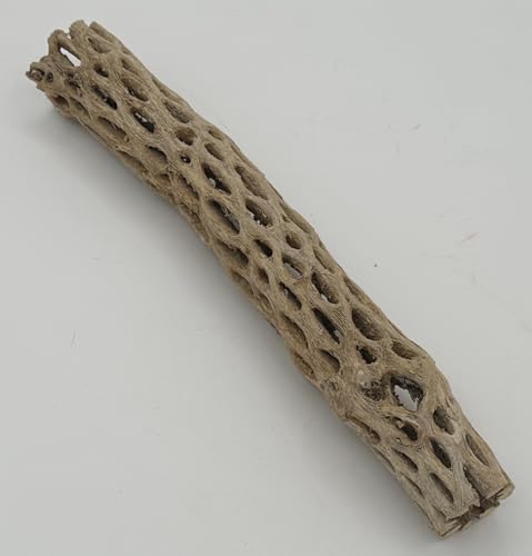 Image of Awesome Aquatic XL Cholla Wood Tubes, Teddy Cane, 12 inch x up to 2 inch | XL Hideouts • Hollow tubes • Natural biofilm surface • Secure hideouts • Shrimp plecos hermit crabs reptiles • Natural decor