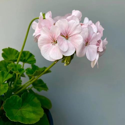 400 pezzi semi geranio - semi balcone giardino interno balcone