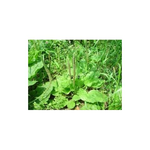 Shelled Warriors Broad Leaved Plantain Seeds - Grow and feed your tortoise Cover