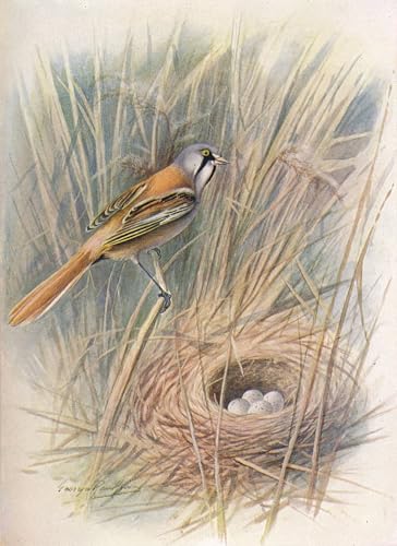 Mésange barbue ou Reedling Panurus Biarmicus art mural salon poster graffiti moderne 60x90cm