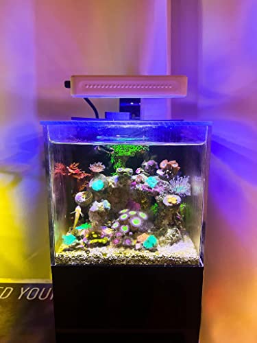 Pnw Custom 40 Oz (White) Micro Reef Ready Aquarium | Small Desktop Saltwater Fish Tank With Led Light, Sump, Pump | Freshwater & Saltwater #TOP3