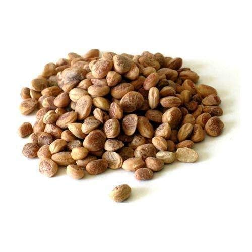 Charoli/Chironji/Buchanania Lanzan (50 Gms) (B08545G97R) Amazon Price History, Amazon Price Tracker