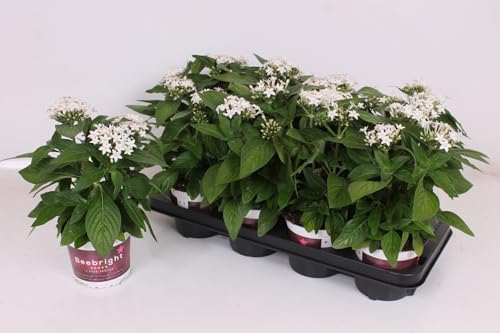 White Egyptian Star Flower Live Plants | Pack of 2 (Two) | 5-9' Tall | Pentas Lanceolata | Heat Tolerant Moon Garden & Patio Blooms | Non-Stop Butterfly Attractor