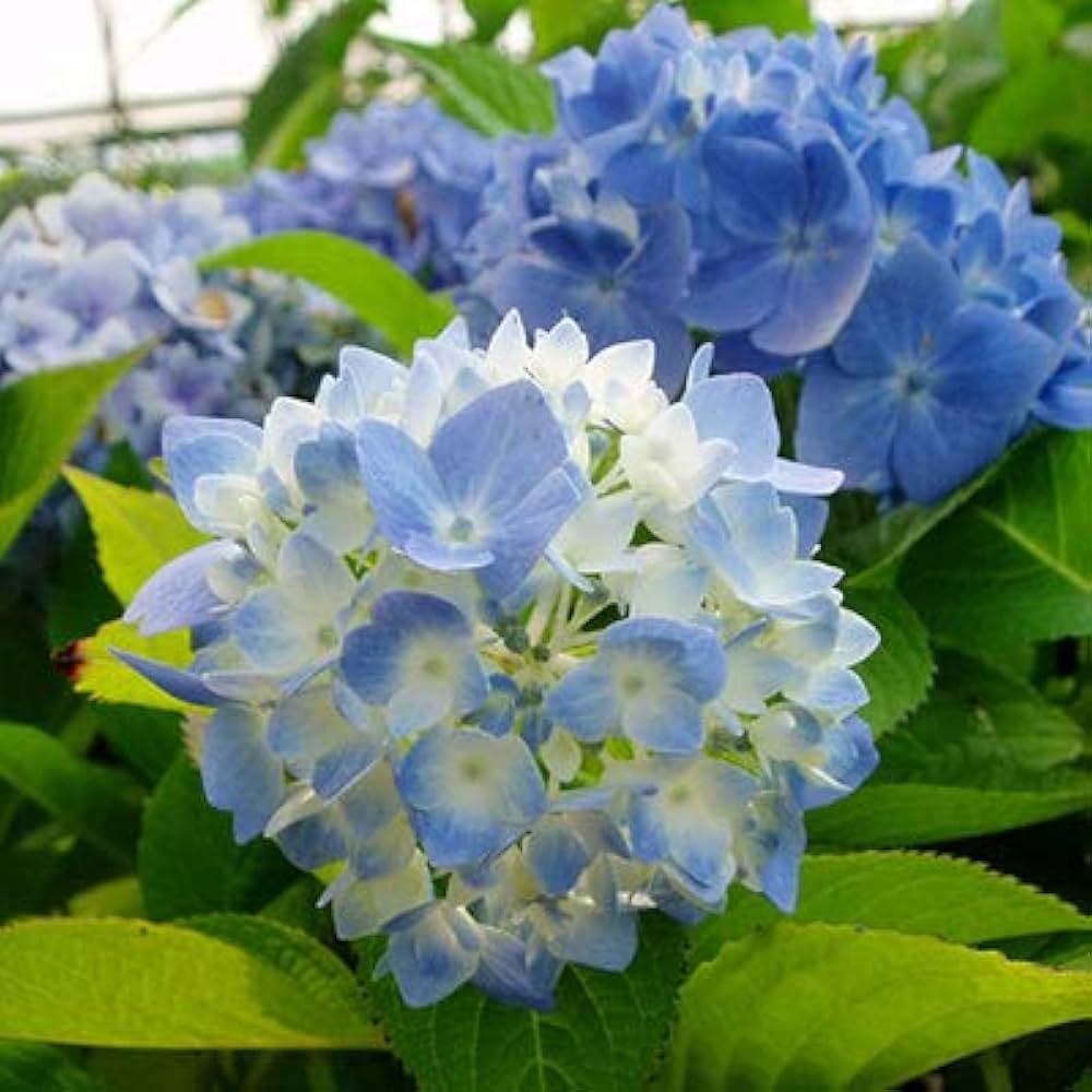 Amazon | アジサイ エンドレスサマー 1株 色変わり 耐寒性