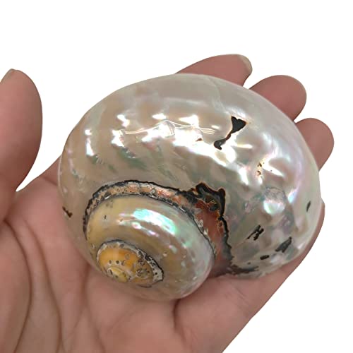 Image of PEPPERLONELY 2 PC Hermit Crab Shells, Turbo Shells, African Sarmaticus Turbo Shell, 2-1 /2 Inch ~ 3 Inch