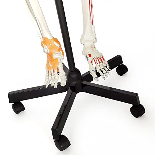 Image of 2026 New Human Skeleton Model, Medical Anatomical Life Size Skeleton Replica with Spinal Nerves, Muscle Insertion and Origin Points,Joint Ligaments,Includes Rolling Stand,for Doctors, Students