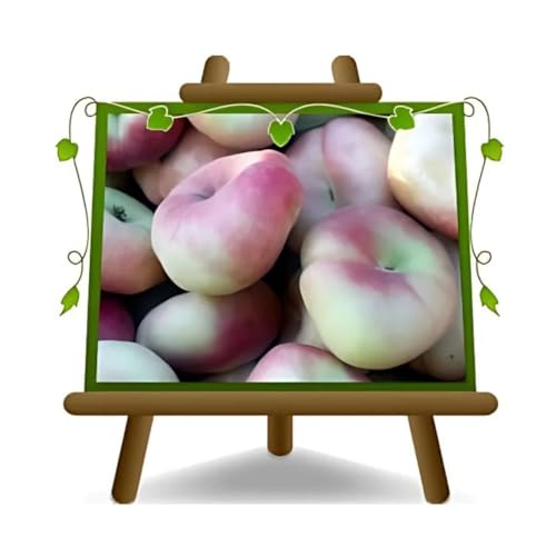 EURO PLANTS VIVAI Pêcher Nectarines Platicarpa pêche pulpe blanc plante fruitière sur pot 20 cm hauteur 150-170 cm - Âge 2 ans