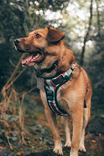 Embark Urban Dog Harness, Easy On and Off with Front and Back Leash Attachments & Control Handle - No Pull Training, Size Adjustable and Non Choke (XL, Pipeline) - Thumbnail 5