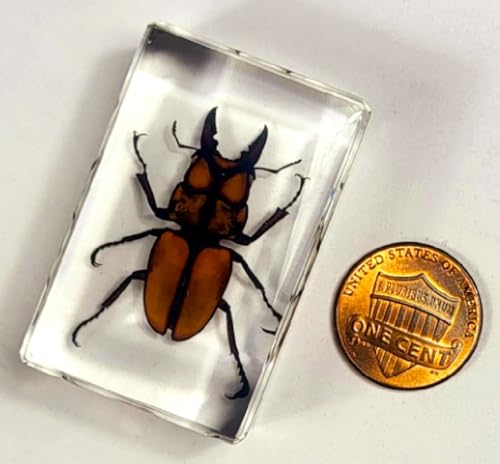Image of 44mm Real Golden Black Stag Beetle in Crystal Clear Lucite Resin Specimen Preserved Insect Bugs Taxidermy Crafts Collection for Biology Science Education & Desk Ornament Display Supplies Paperweight
