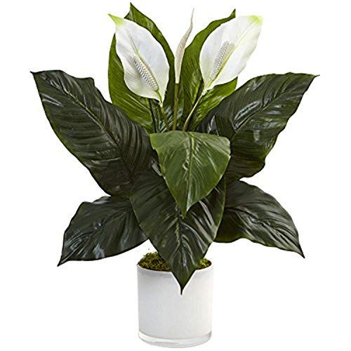Nearly Natural 26in. Spathiphyllum Artificial Flowering Peace Lily in Glossy Glass Planter Silk Plants Green