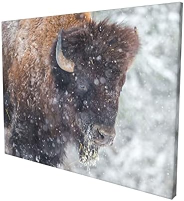 MOYMTEP American Bison Or Buffalo Resting in A Snow Storm Canvas Wall Art Gallery Artwork - Wall Decorations for Bedroom - Modern Home Decor Stretched and Framed Ready to Hang Pictures 12x16 Inches