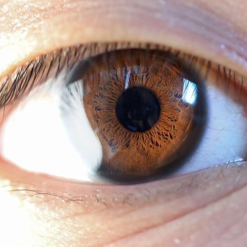 Visual Acuity and Longevity