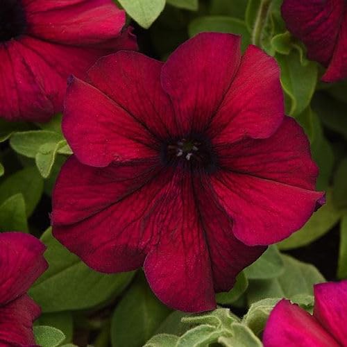 Biocarve Seeds Petunia Supercascade - Pack of 1000 Seeds (Burgundy) (B0CGRDFZDS) Amazon Price History, Amazon Price Tracker