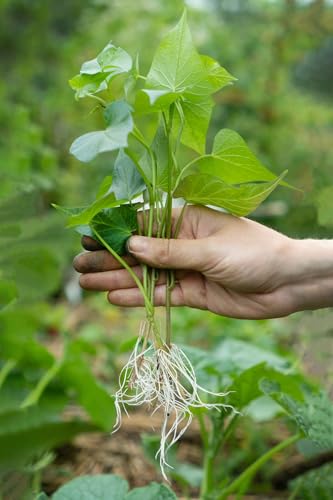 3 White Sweet Potato Slips for Planting (3 Slips)