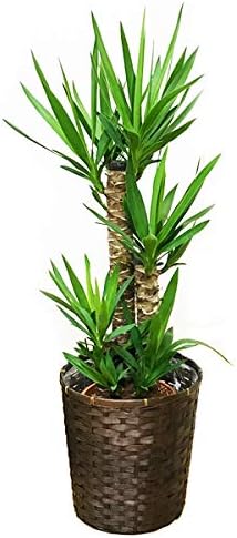 Amazon Co Jp ユッカ エレファンティペス ８号 観葉植物 籐鉢カバー付 中型 大型 インテリア 寒さに強い ホーム キッチン