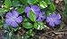 40+ Vinca Orchid Periwinkle Flower Seeds / Annual