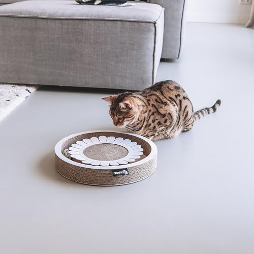 District 70 Bloom White