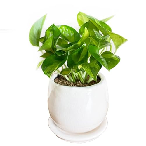 |gX O[oO[ FA AeB[NeRb^A ϗtA ~j   |gX