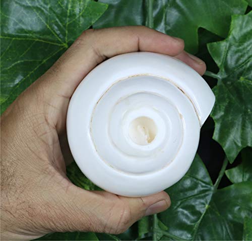 Ashirwad Genuine Blowing Shankh Vamavarti Dattatreya - Conch Shells - Puja Ritual - Plain Pooja Shankh - Shankhnaad (Shankh-5.6-6.0In) #TOP1