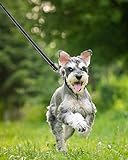 Taglory Hundeleine Mittelgroße Große Hunde Leicht | Doppelseitig Reflektierend | Gepolsterter Griff | Unterstützung 10 bis 75 kg | 1.8m x 2.5cm | Schwarz